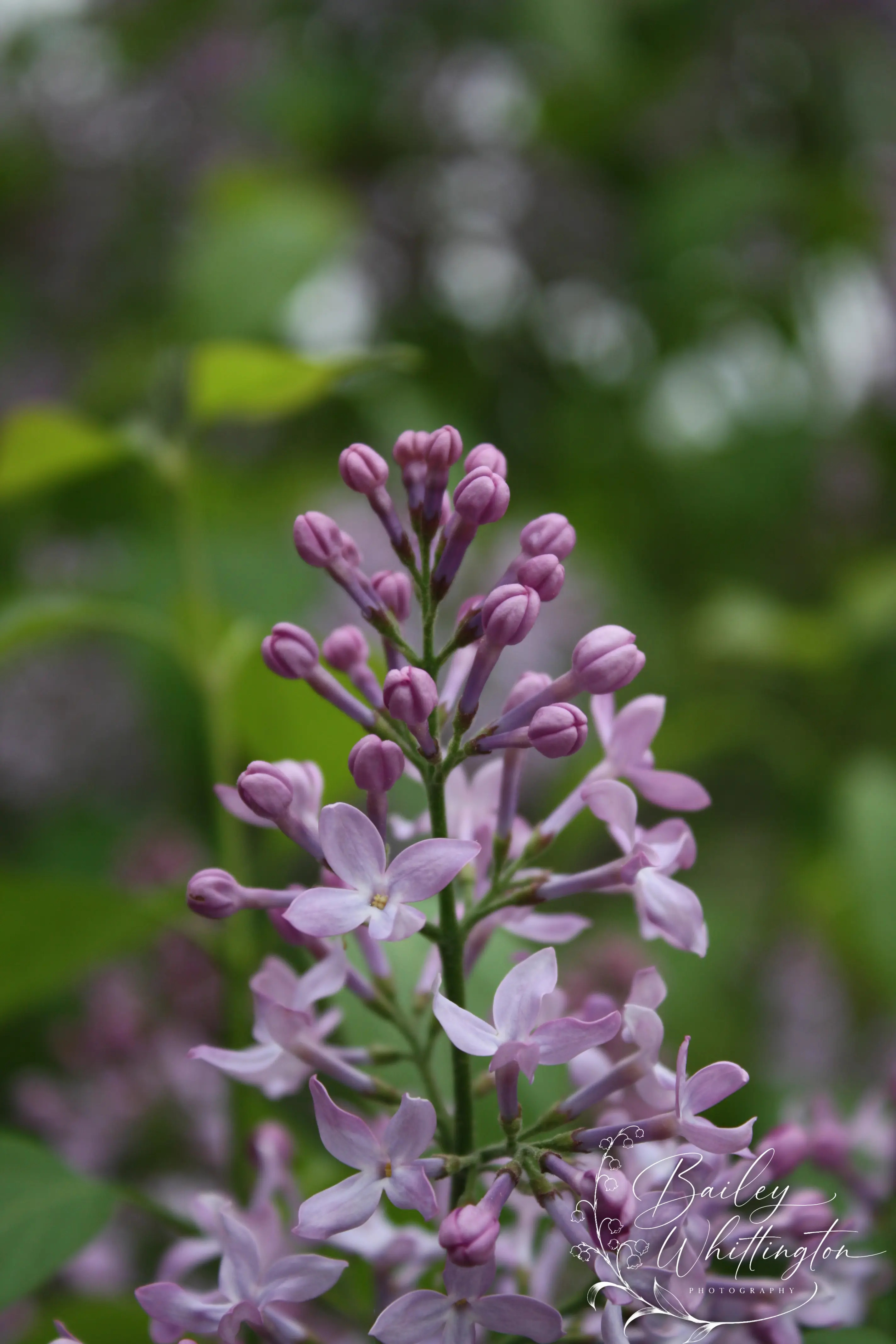 Portfolio image 23