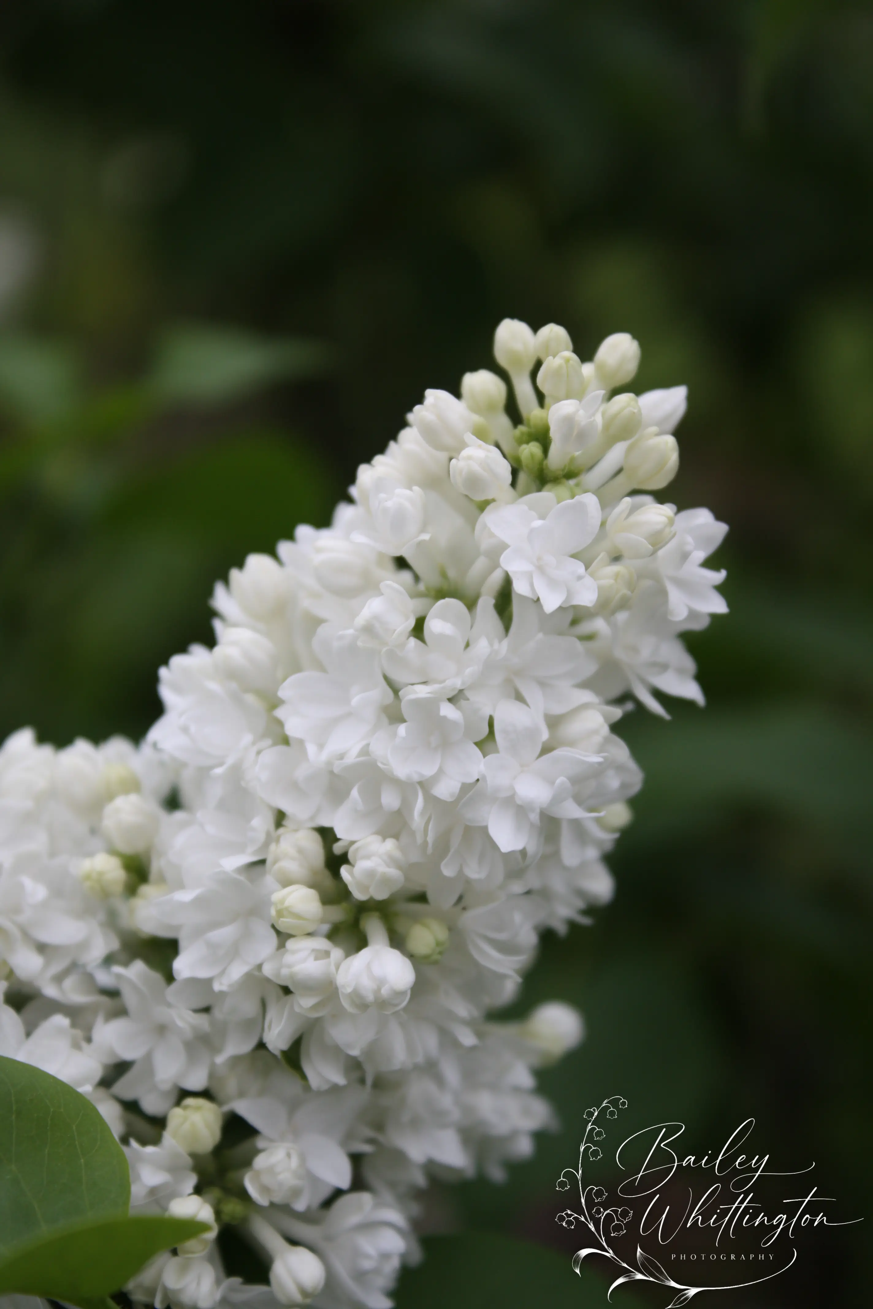 Portfolio image 24